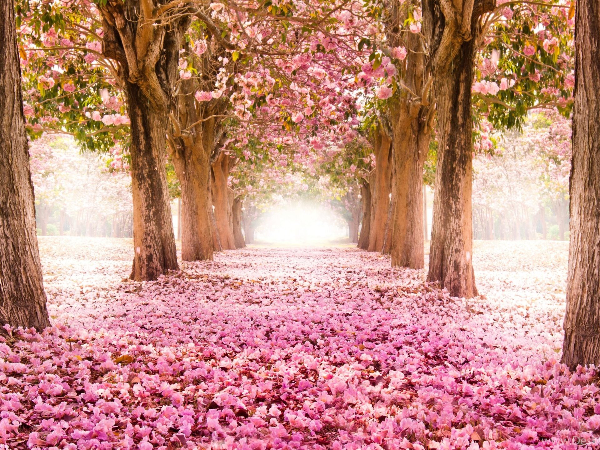 Spring In Japan Cherry Blossom 4k Ultra HD Wallpaper For Deskx2160, Wallpaper13.com