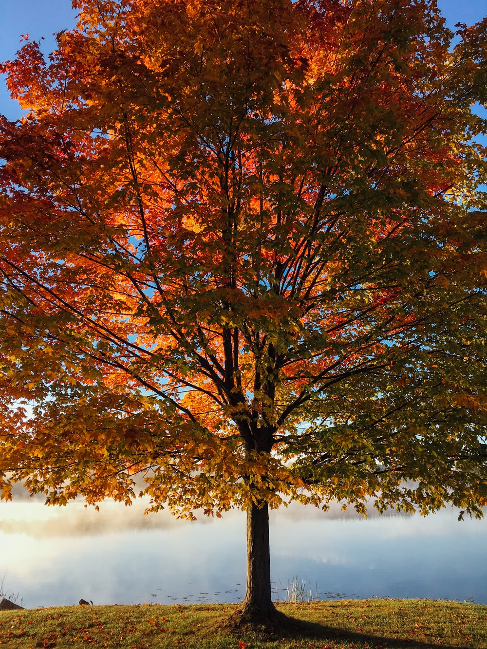 Autumn Tree Picture. Download Free Image