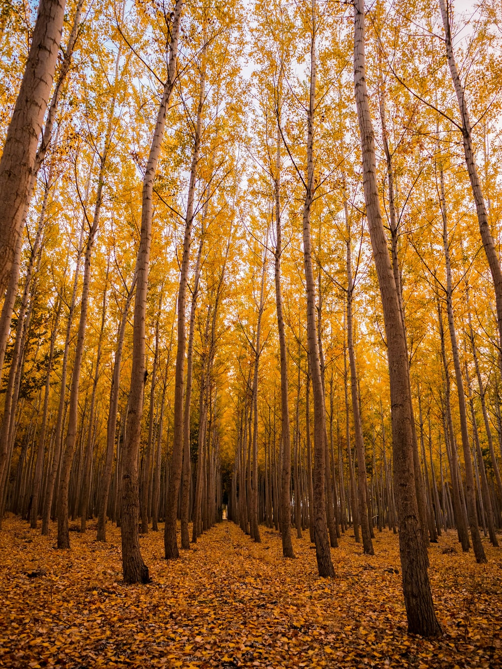 Fall Forest Picture. Download Free Image