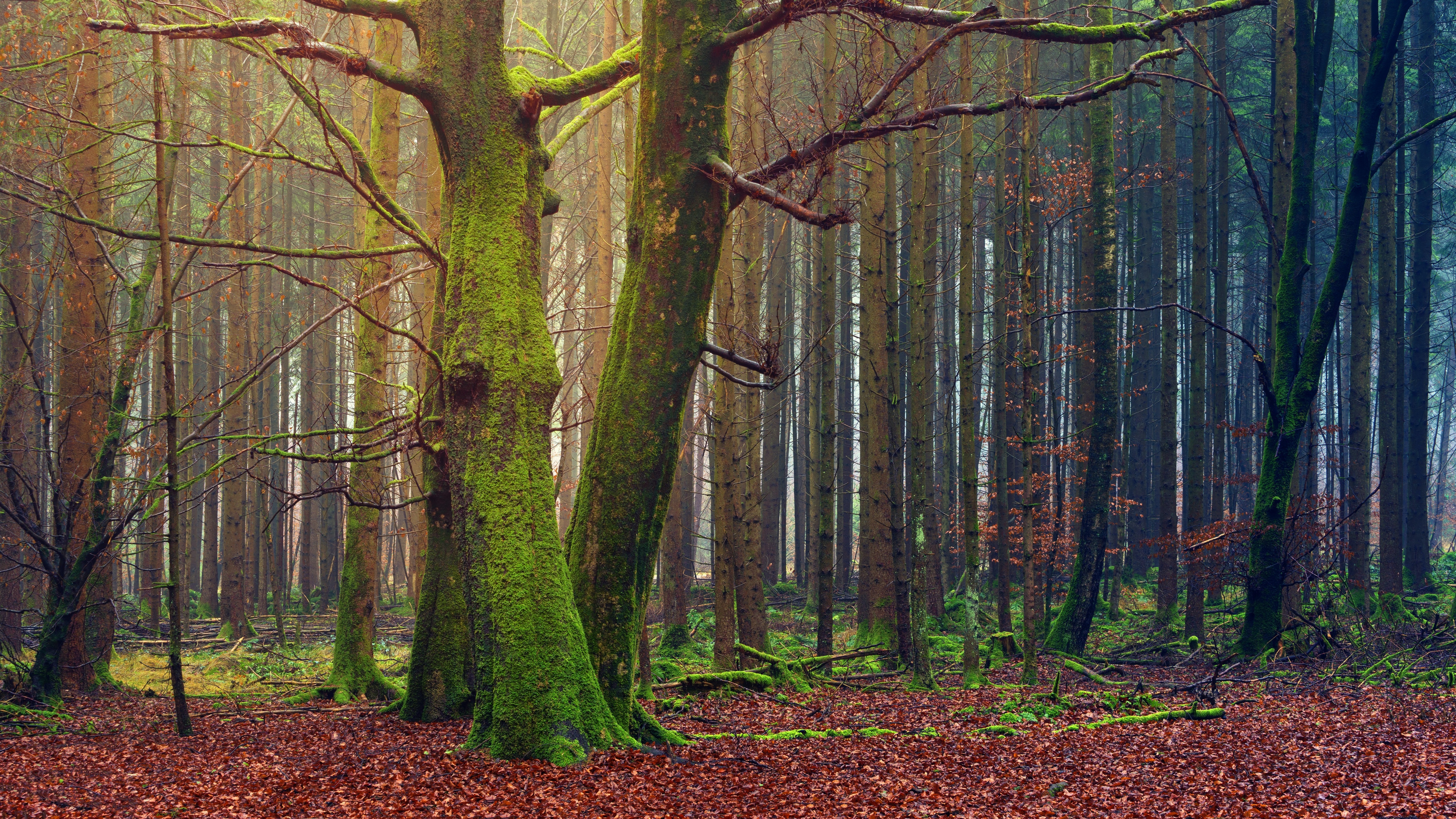 Forest Wallpaper 4K, Trees, Fall, Daytime, Autumn, 5K, Nature