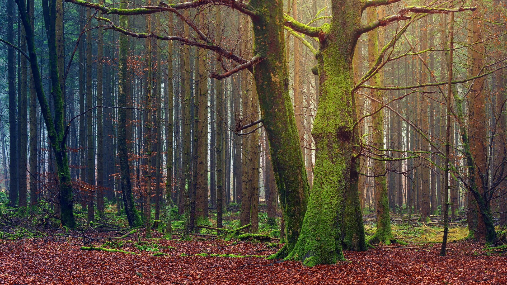 Forest, Trees, Fall, Daytime, Autumn, 4k Free deskk wallpaper, Ultra HD