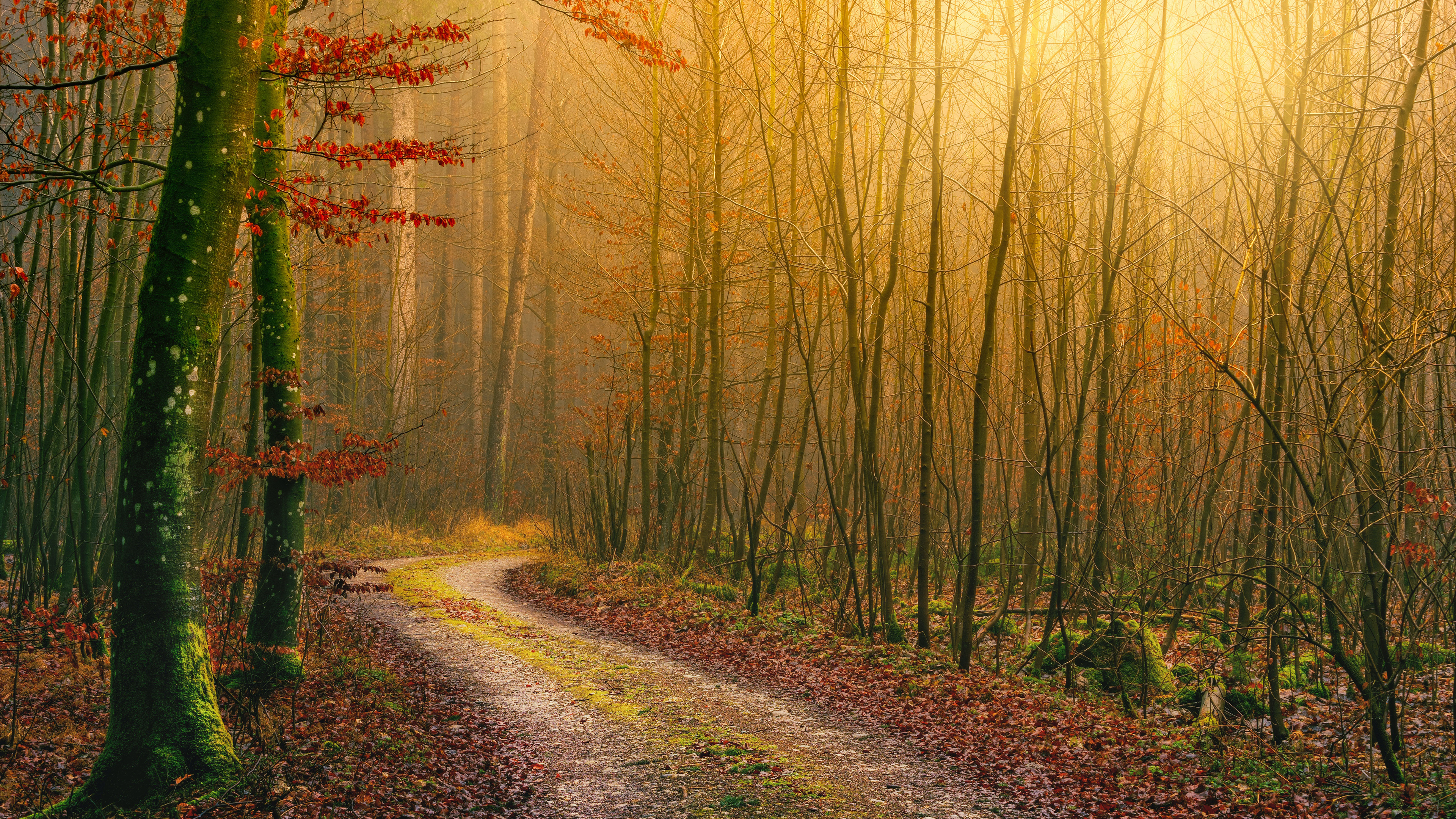 Forest, Autumn, Dirt road, Light, Atmosphere, Fall, Daytime, 4k Free deskk wallpaper, Ultra HD