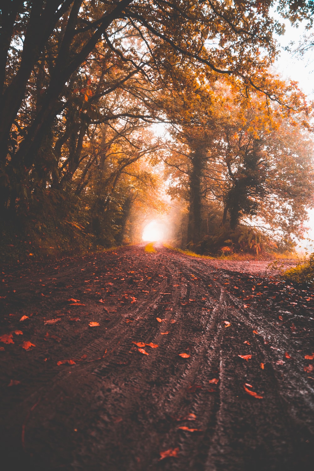 road between yellow leaf trees at daytime photo