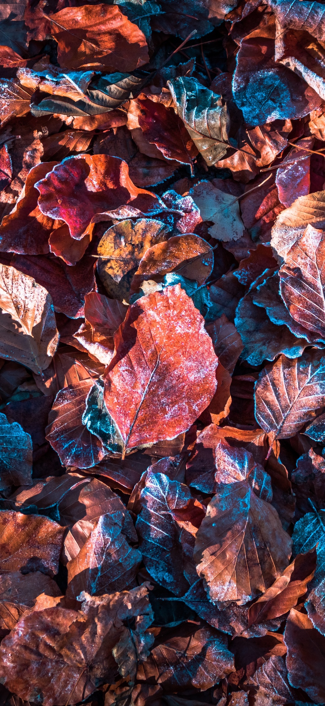 Autumn leaves Wallpaper 4K, Purple, Snow, Frost, Winter, Daytime, Nature
