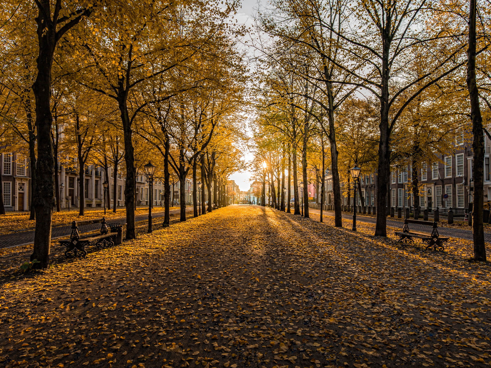 Pathway surrounded by trees during daytime wallpaper, Golden Hour, The Hague • Wallpaper For You HD Wallpaper For Desktop & Mobile
