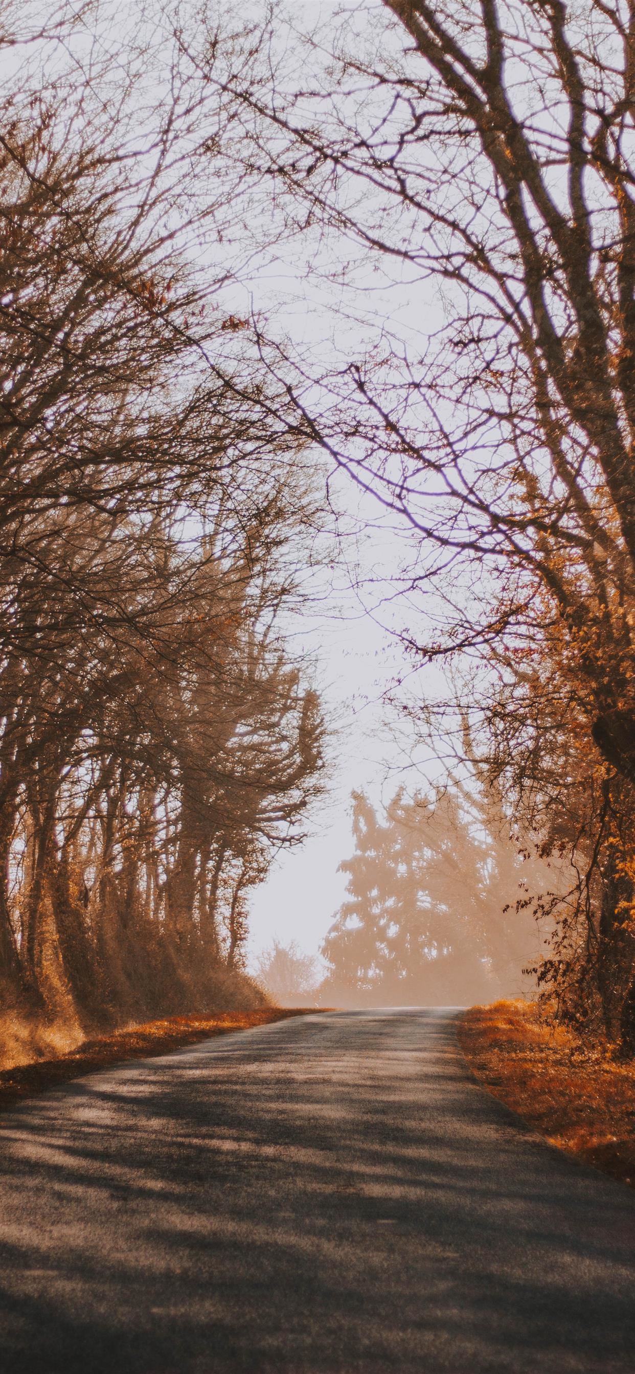 bare trees during daytime iPhone X Wallpaper Free Download