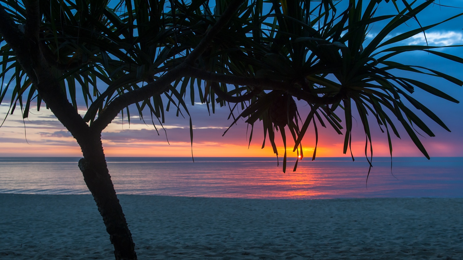 Tree Beach Seashore Summer 1600x900 Resolution HD 4k Wallpaper, Image, Background, Photo and Picture