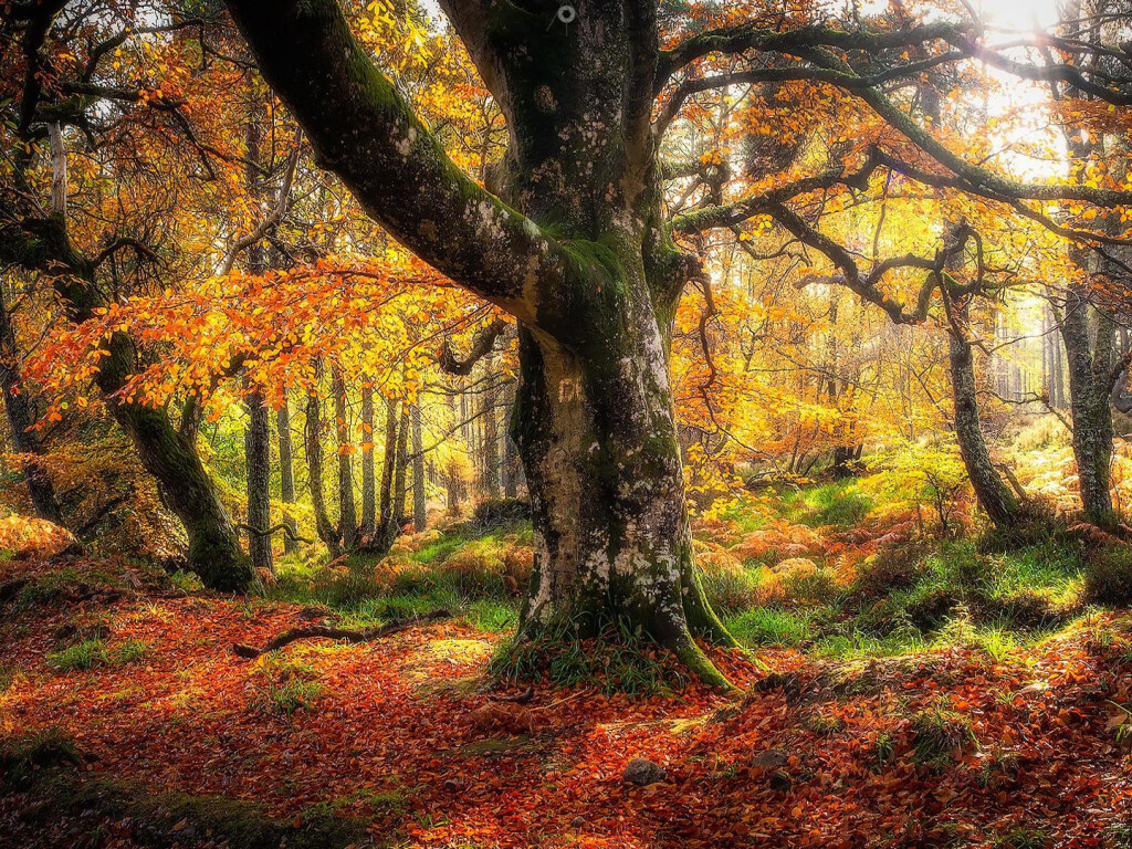 Autumn Trees in Forest in Daytime 1024x768