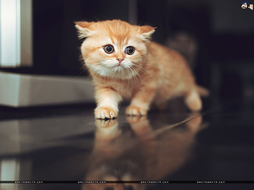 Wallpaper. HD Wallpaper. Ultra HD 4K Wallpaper for Desktop & Mobiles