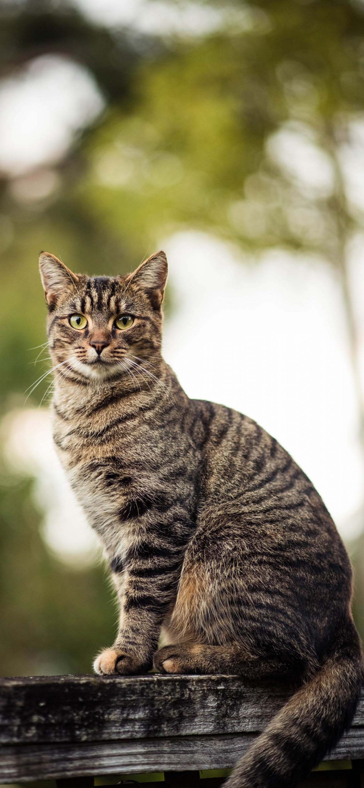 Cat Phone Wallpaper September 2020 Like Cats Very Much. Cat phone wallpaper, Cute cat wallpaper, Cats