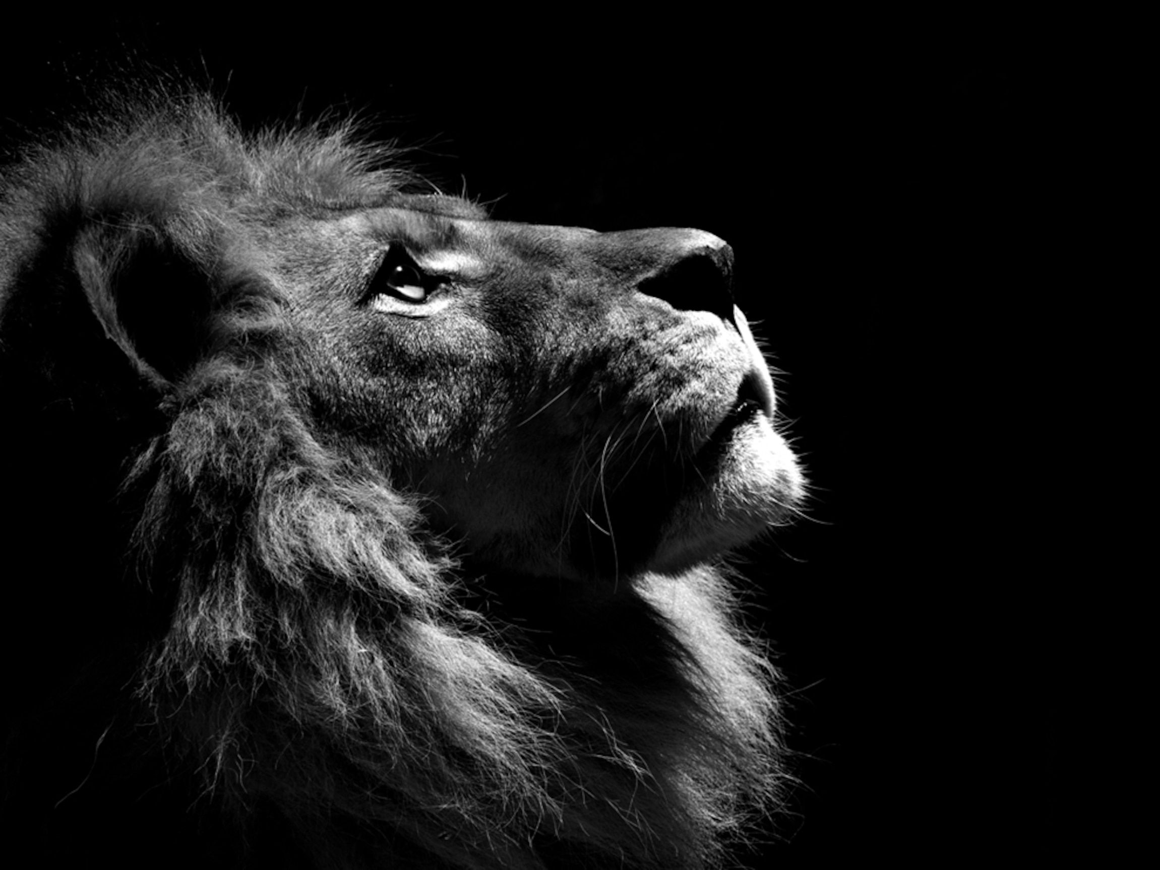 Lion Profile. Lion wallpaper, Black and white lion, Lion