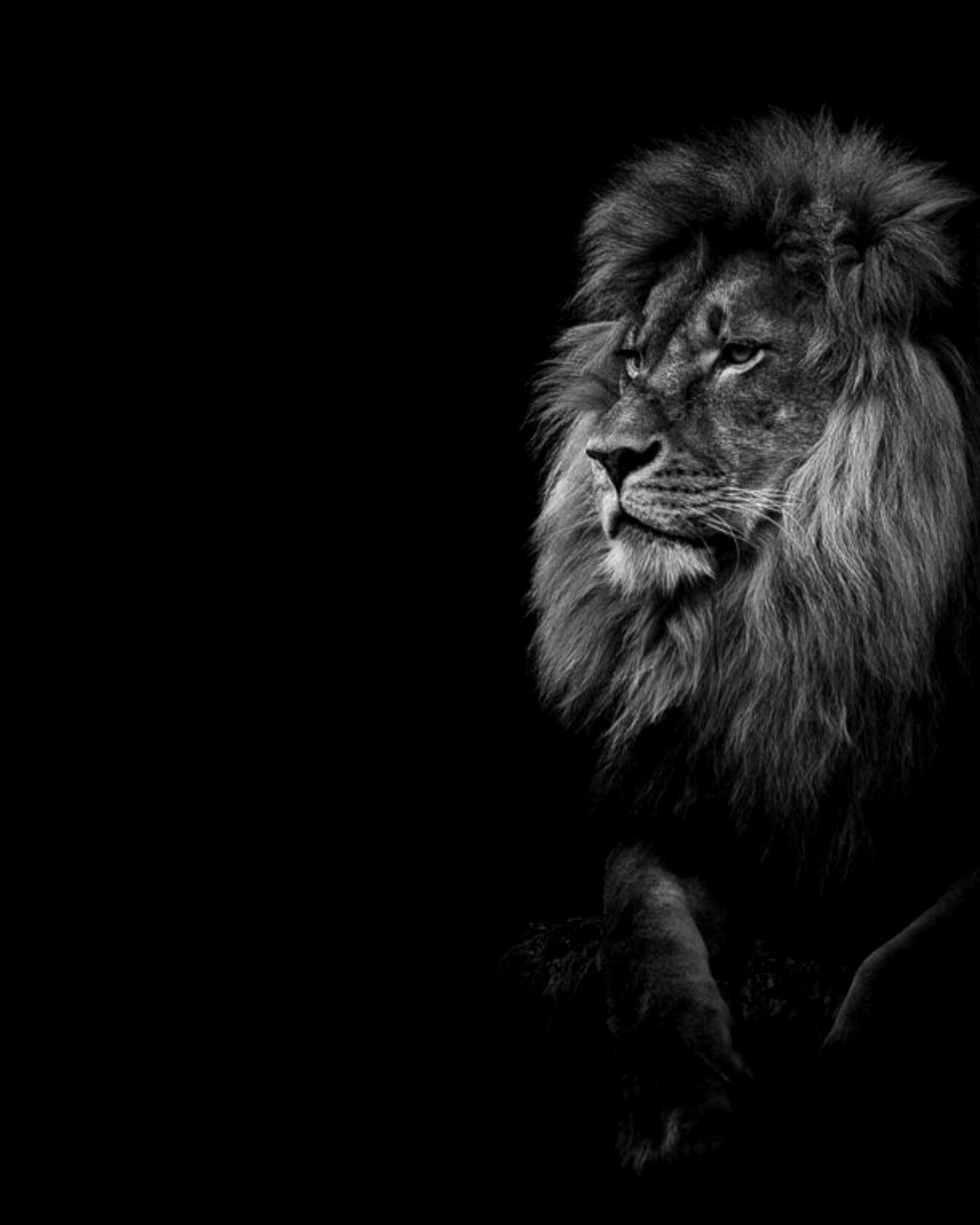 Black iPhone Lion Wallpaper HD