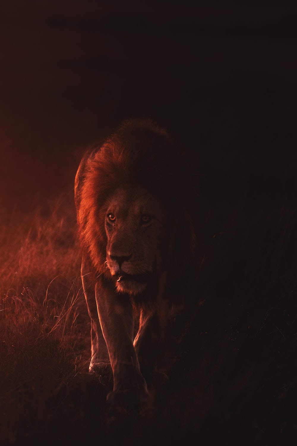 Lion Picture & Image. Download Free Image