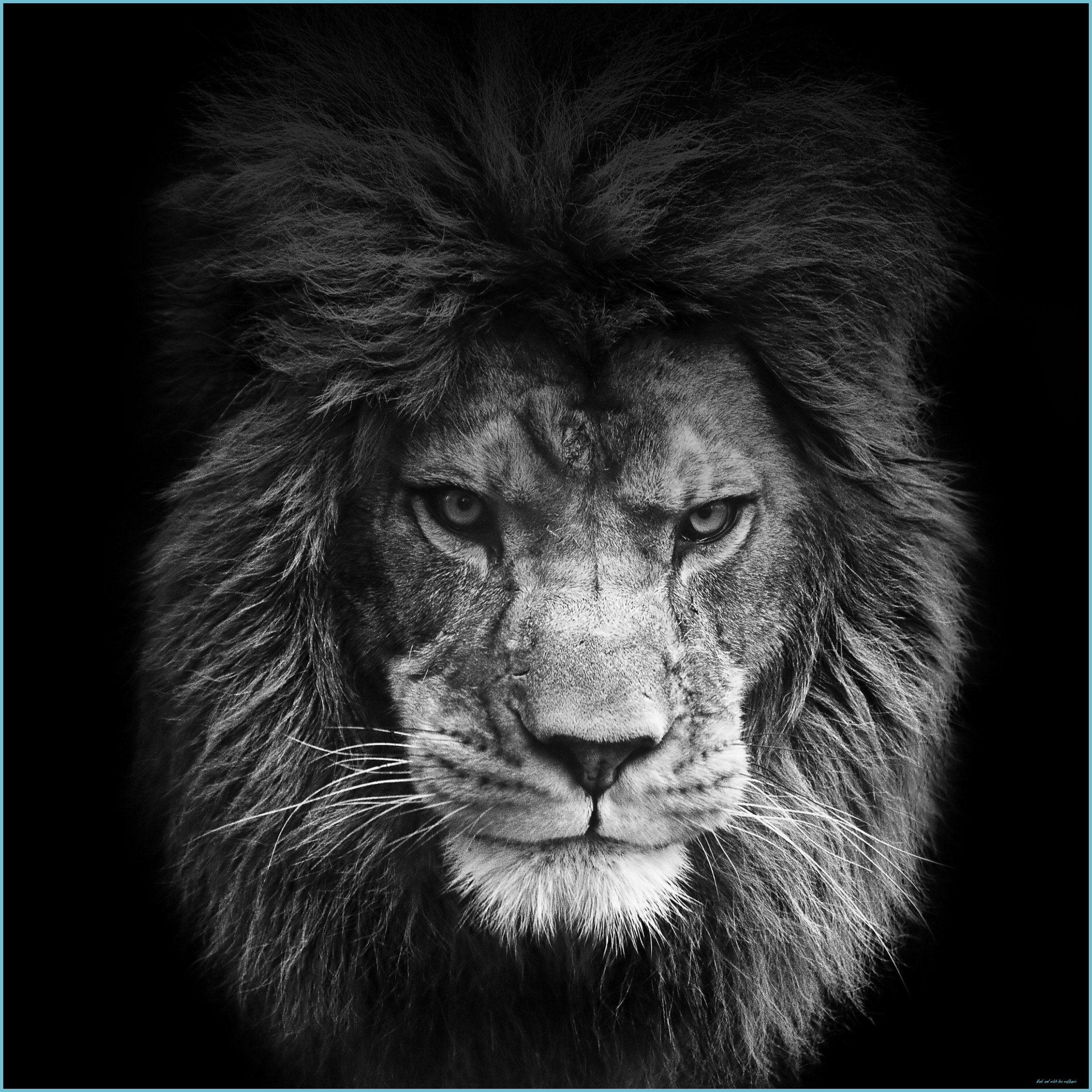 Black And White Lion Wallpaper And White Lion Wallpaper