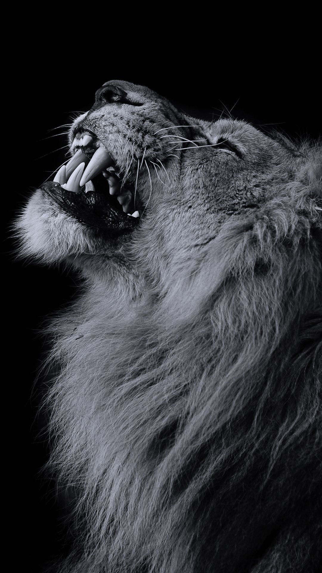Lion Wallpaper (best Lion Wallpaper and image) on WallpaperChat