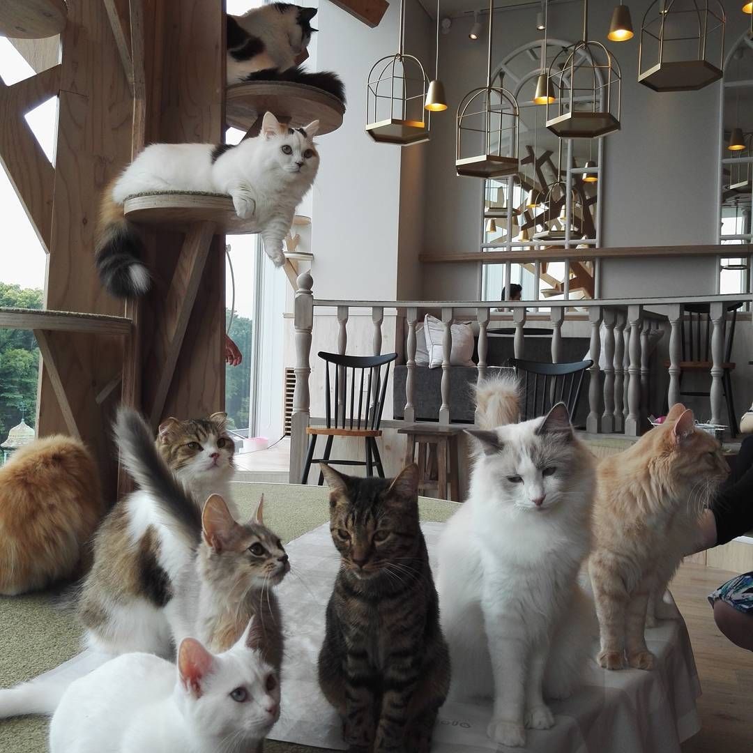 Cat Cafe Wallpapers Wallpaper Cave