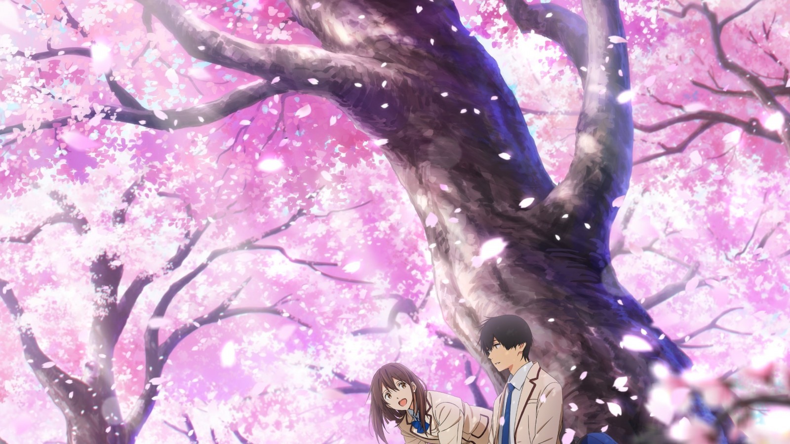 Download 1600x900 Yamauchi Sakura, Kimi No Suizou Wo Tabetai, Sakura Blossom, Petals, Bloom, Cherry Wallpaper