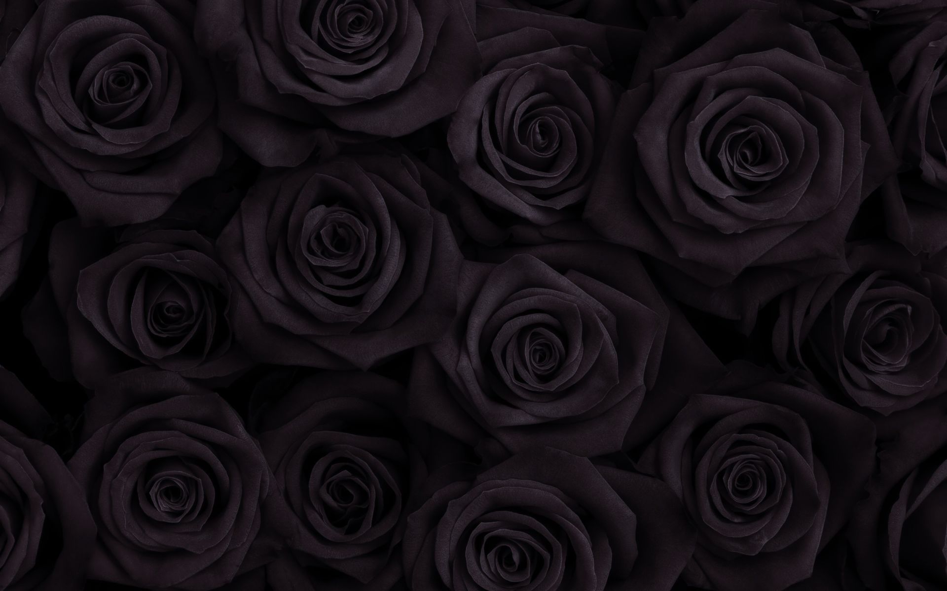 Black Desktop Wallpaper Rose