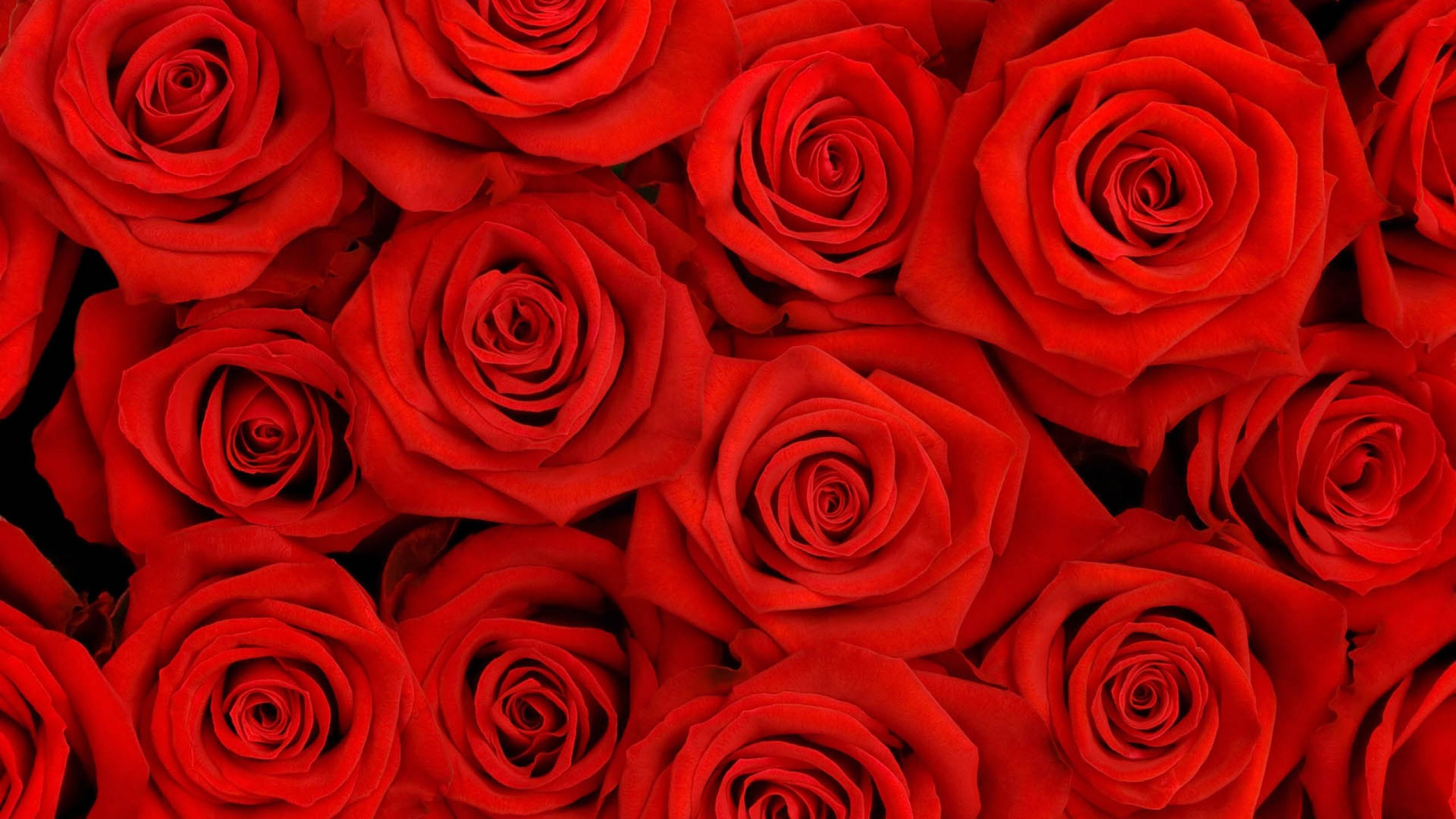 Red Roses Aesthetic Desktop Wallpaper
