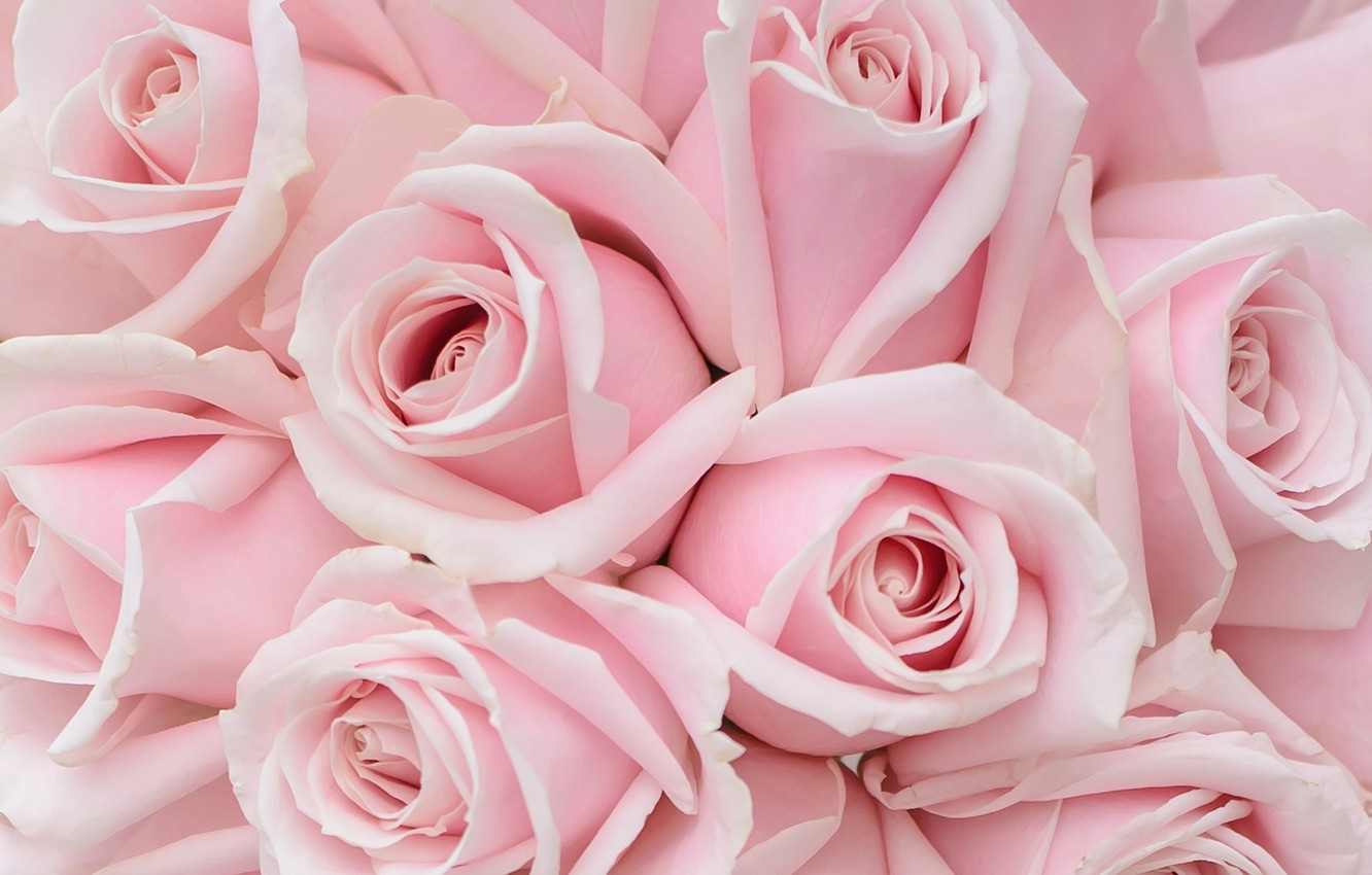 Wallpaper tenderness, roses, bouquet, pink roses image for desktop, section цветы