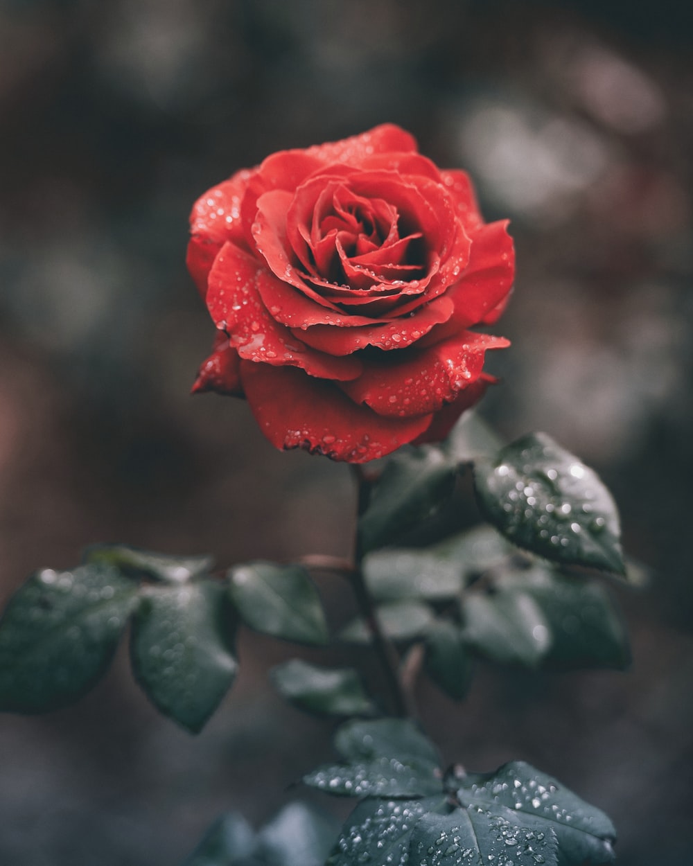 Rose Wallpaper: Free HD Download [HQ]