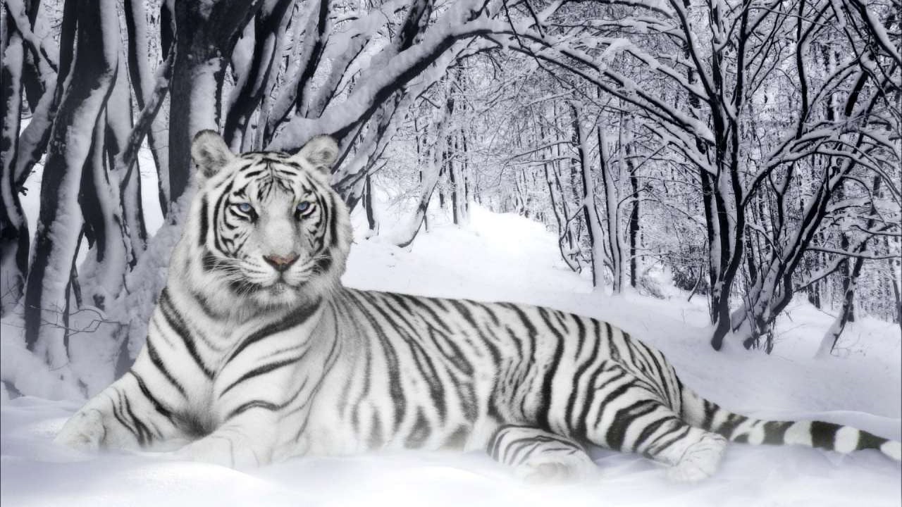 White Tiger In Ice HD Wallpaper