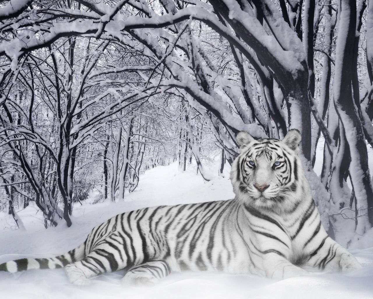 Snow Tiger Wallpaper Free Snow Tiger Background