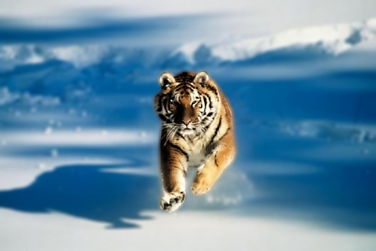 Free download tiger 3D Desktop Wallpaper [1280x855] for your Desktop, Mobile & Tablet. Explore 3D Tiger Wallpaper. Tiger Wallpaper, White Tiger HD Wallpaper, Free Tiger Wallpaper