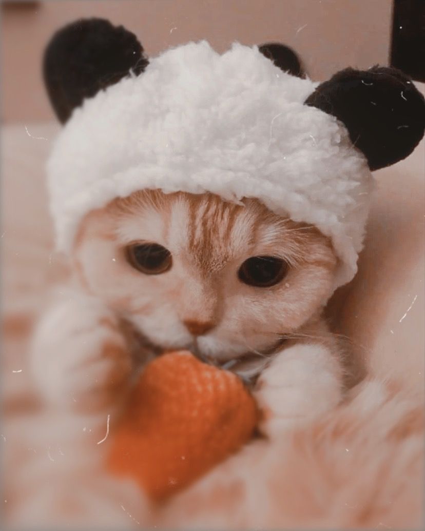 100+] Cute Cat Pfp Wallpapers