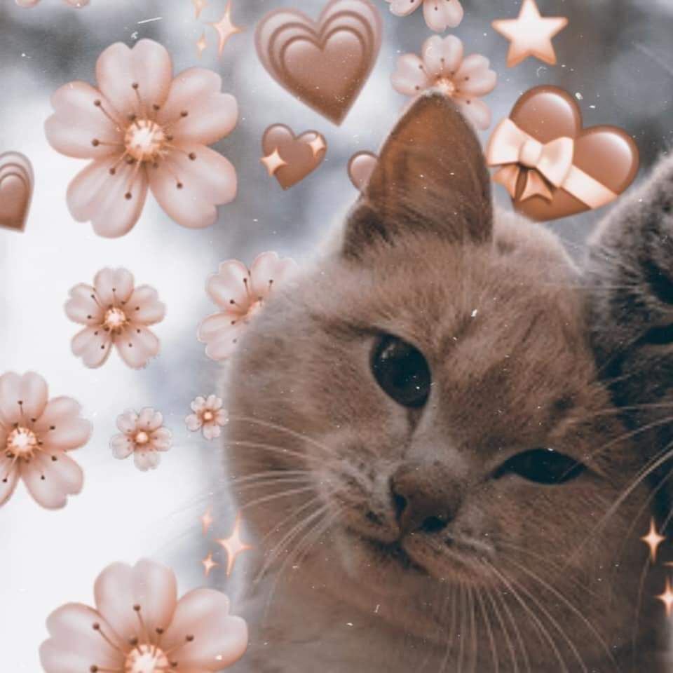 iii. matching icon's. Cat wallpaper, Cute cat memes, Cute cat wallpaper