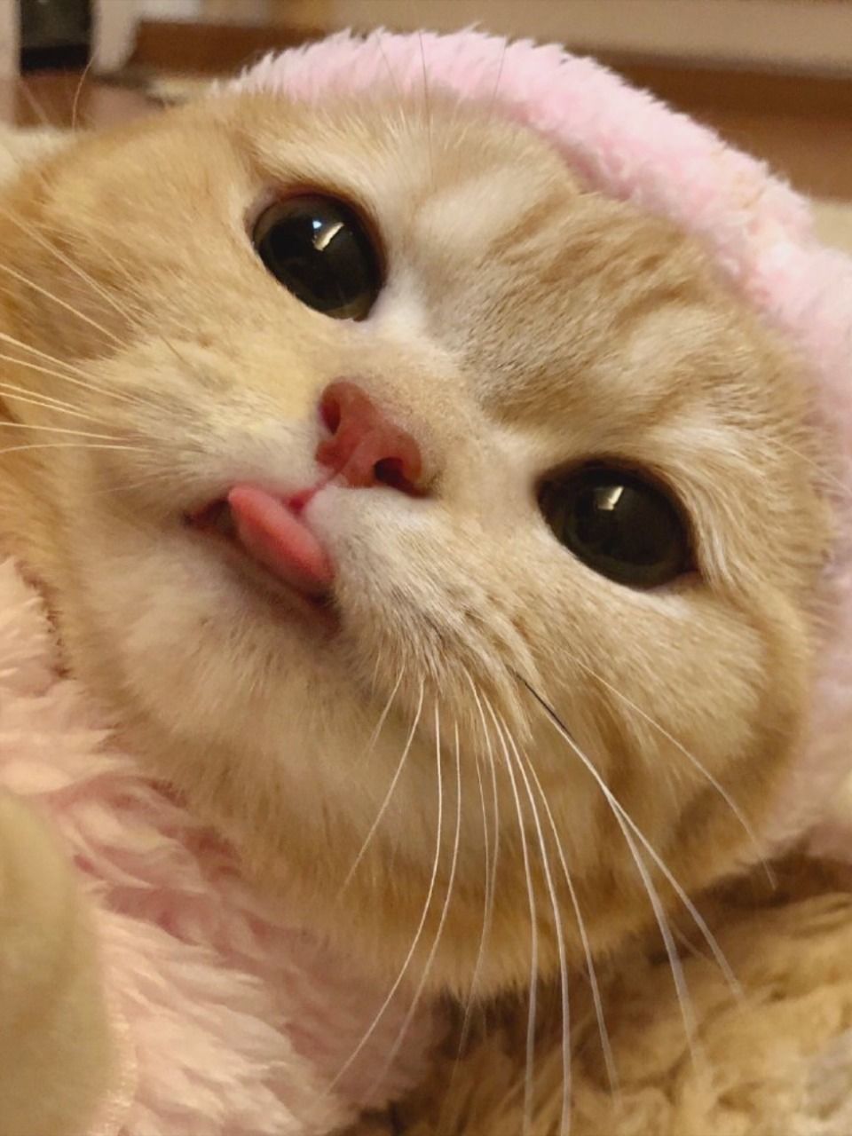 cute tongue cat. Cute cat pfp, Cat aesthetic, Cute cat wallpaper