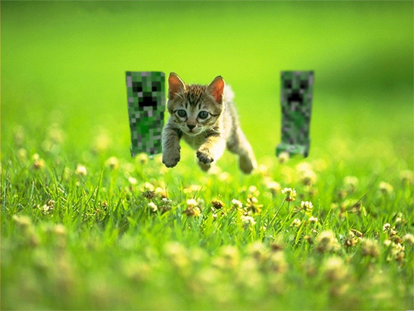 Minecraft Cat Wallpaper Free Minecraft Cat Background