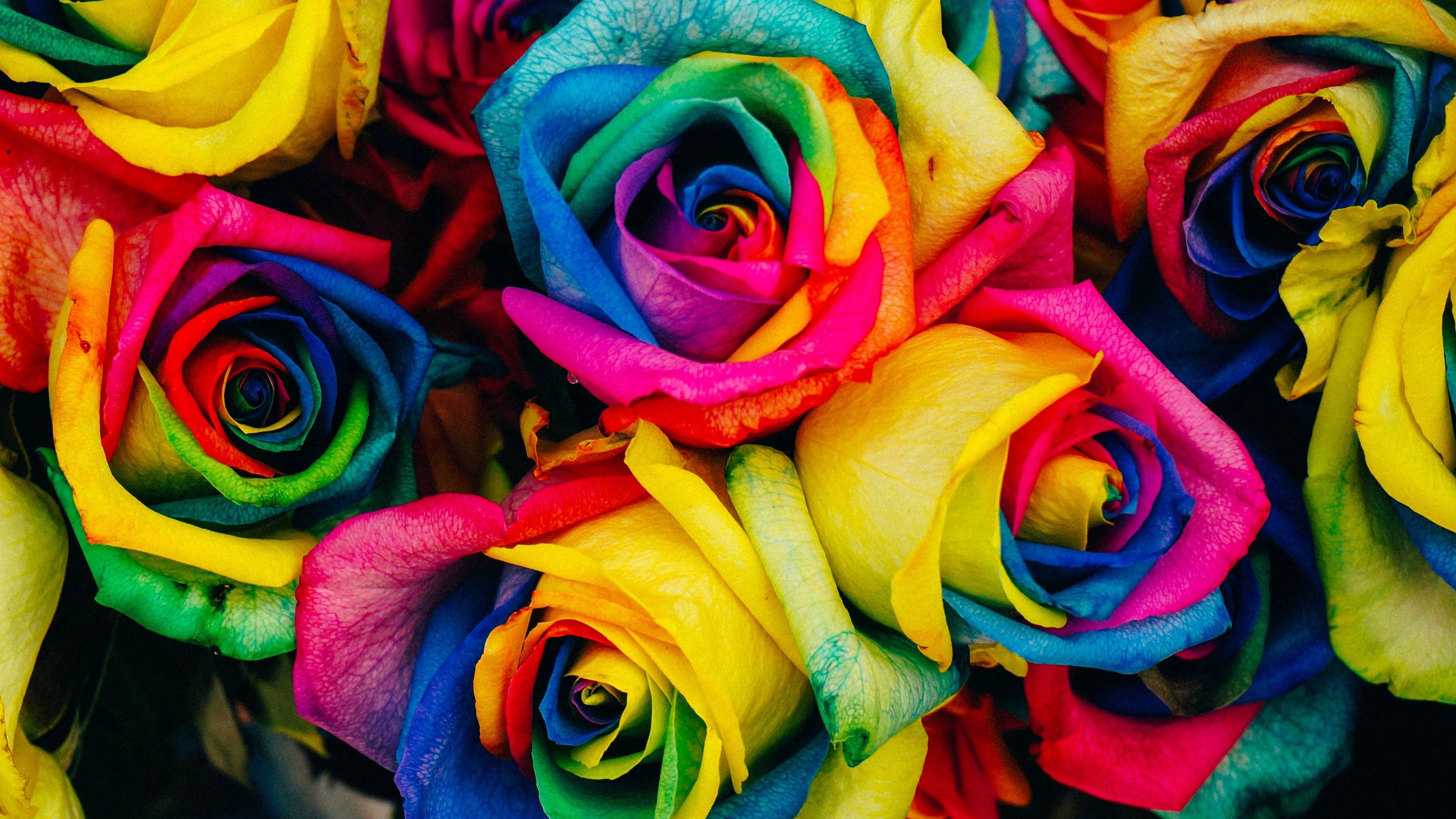 Rainbow Roses Wallpaper Free Rainbow Roses Background