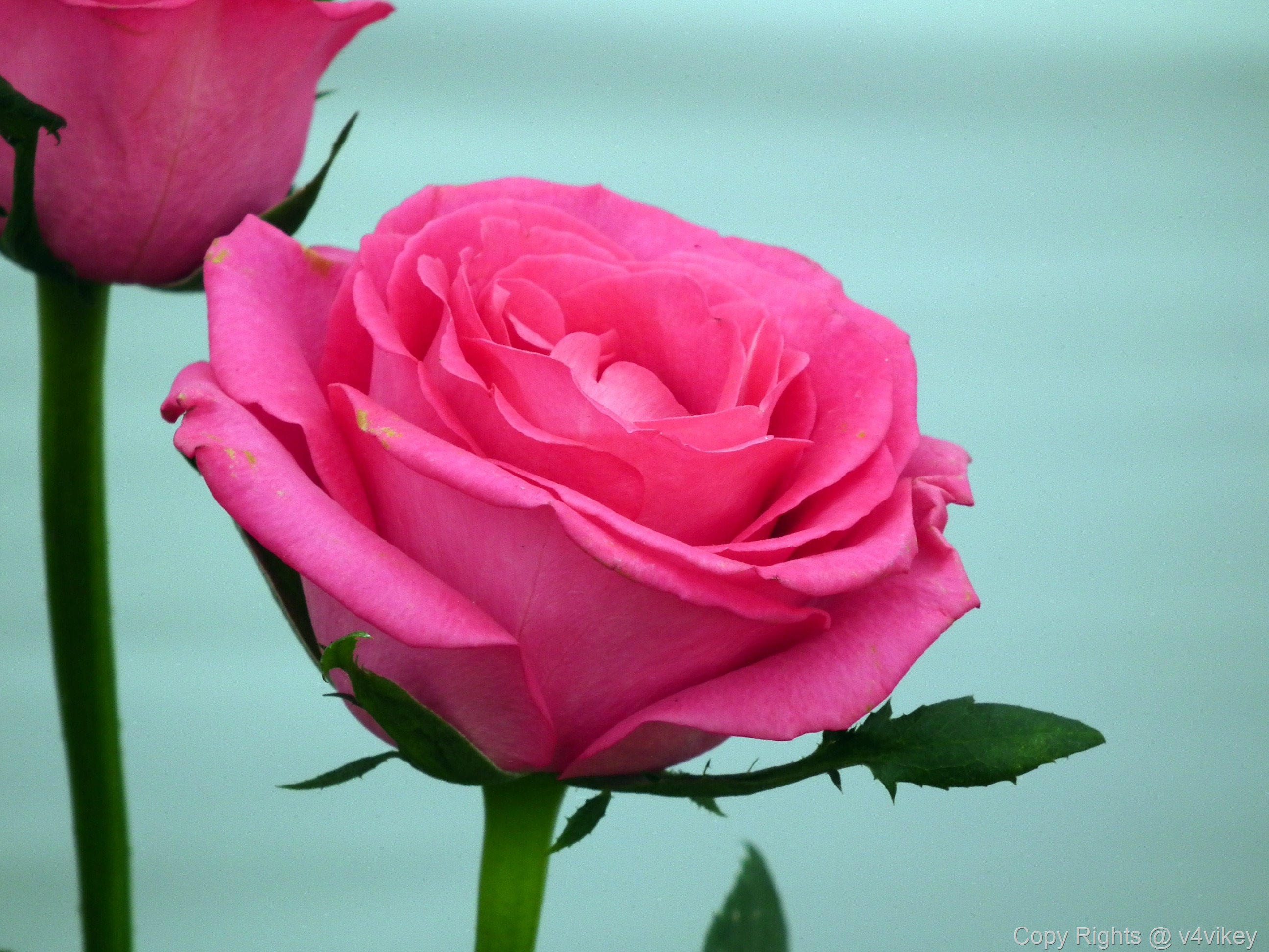 Pink color rose flower