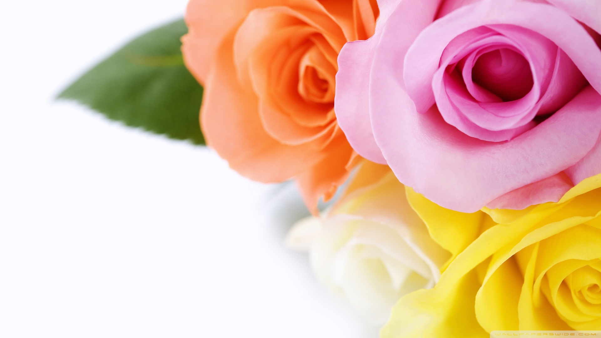 Download Different Colours Roses Wallpaper 1920x1080