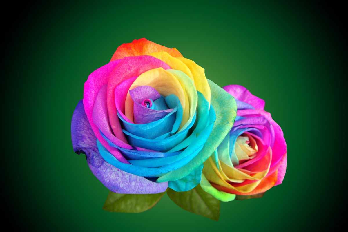 Rainbow Roses.. The Creation!: Multicolor Rainbow Roses With Green Leaves Wallpaper. Rainbow roses, Rainbow flowers, Rainbow rose