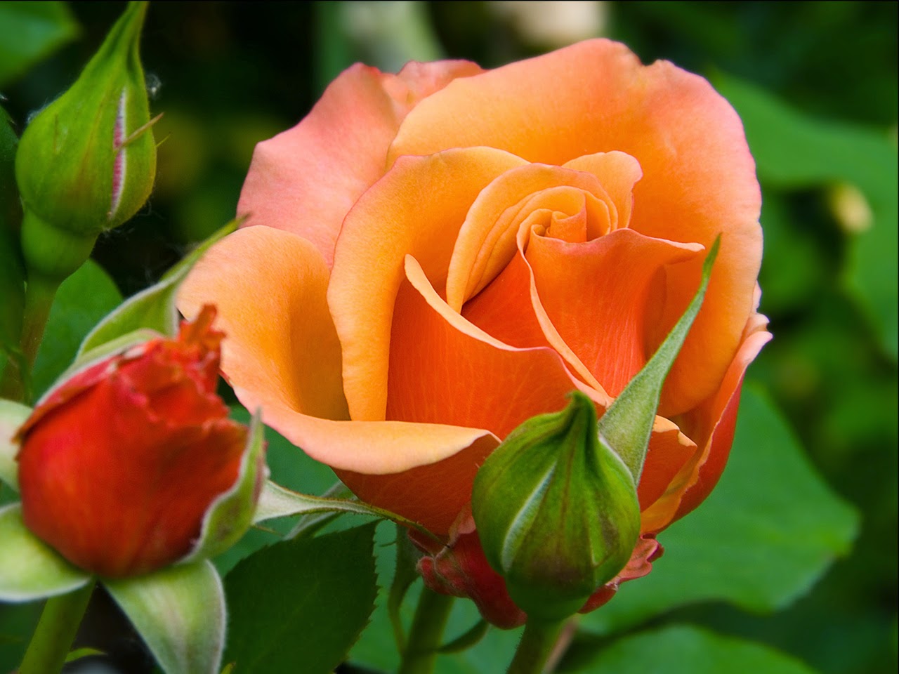 Flower Wallpaper: Beautiful Orange Colour Roses Flowers HD Wallpaper