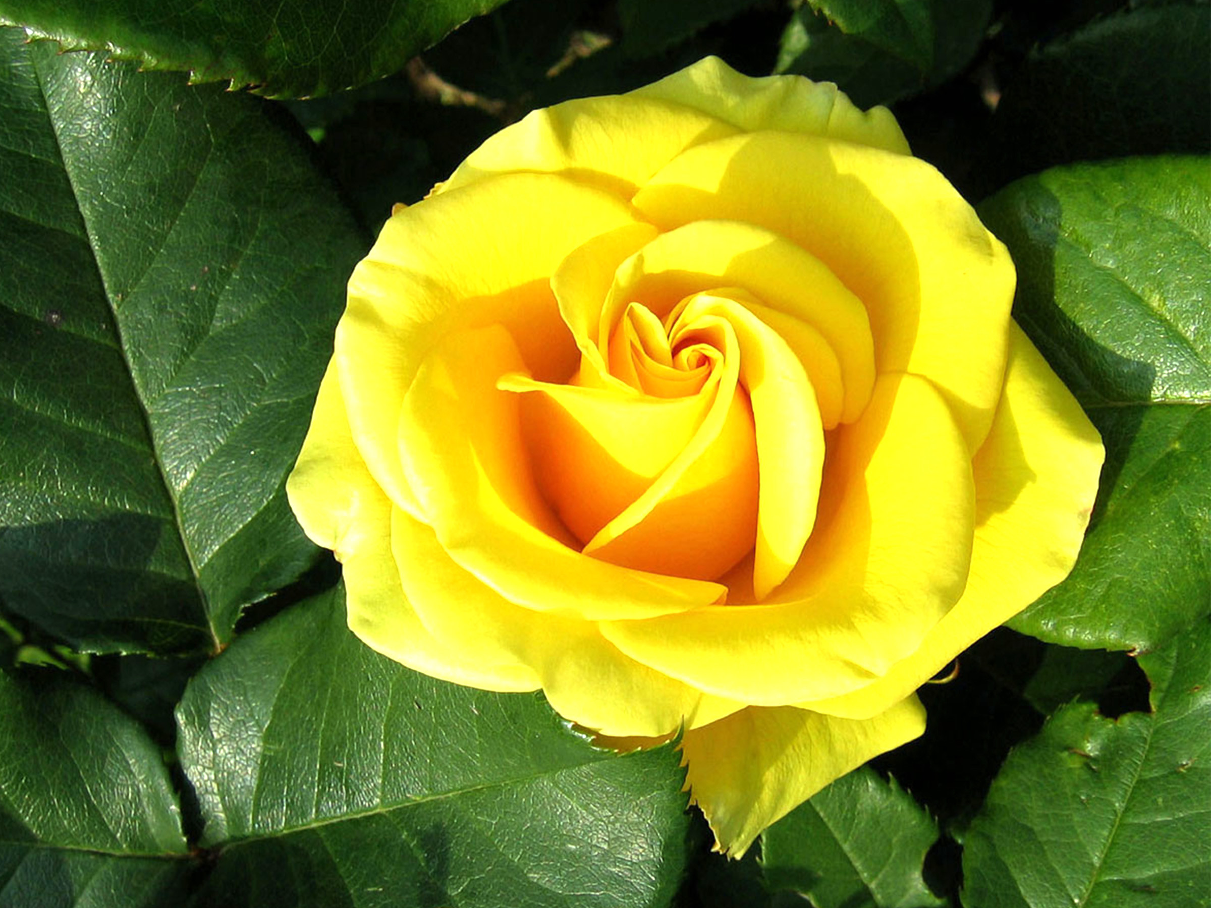 Yellow Rose Flower Wallpaper With Green Leaves HD Colour Rose Image HD