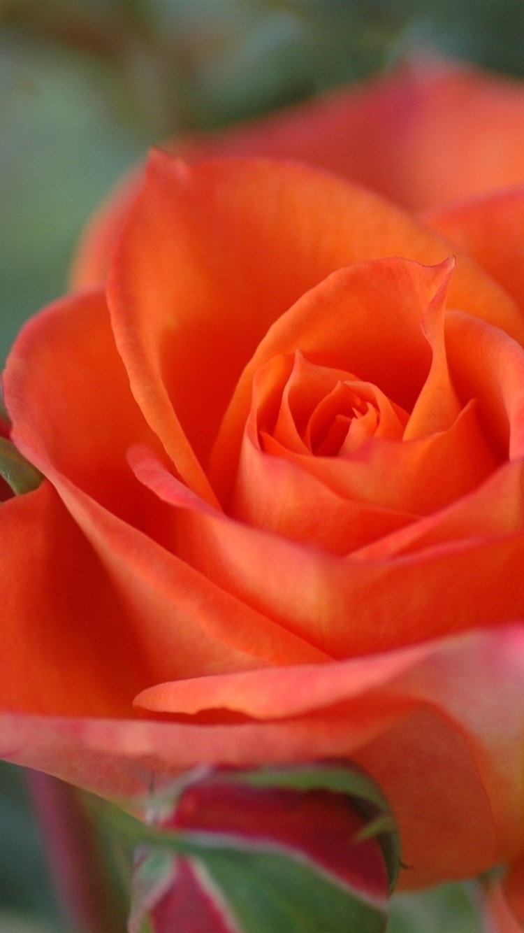 Orange Colour Rose Close Up 750x1334 IPhone 8 7 6 6S Wallpaper, Background, Picture, Image