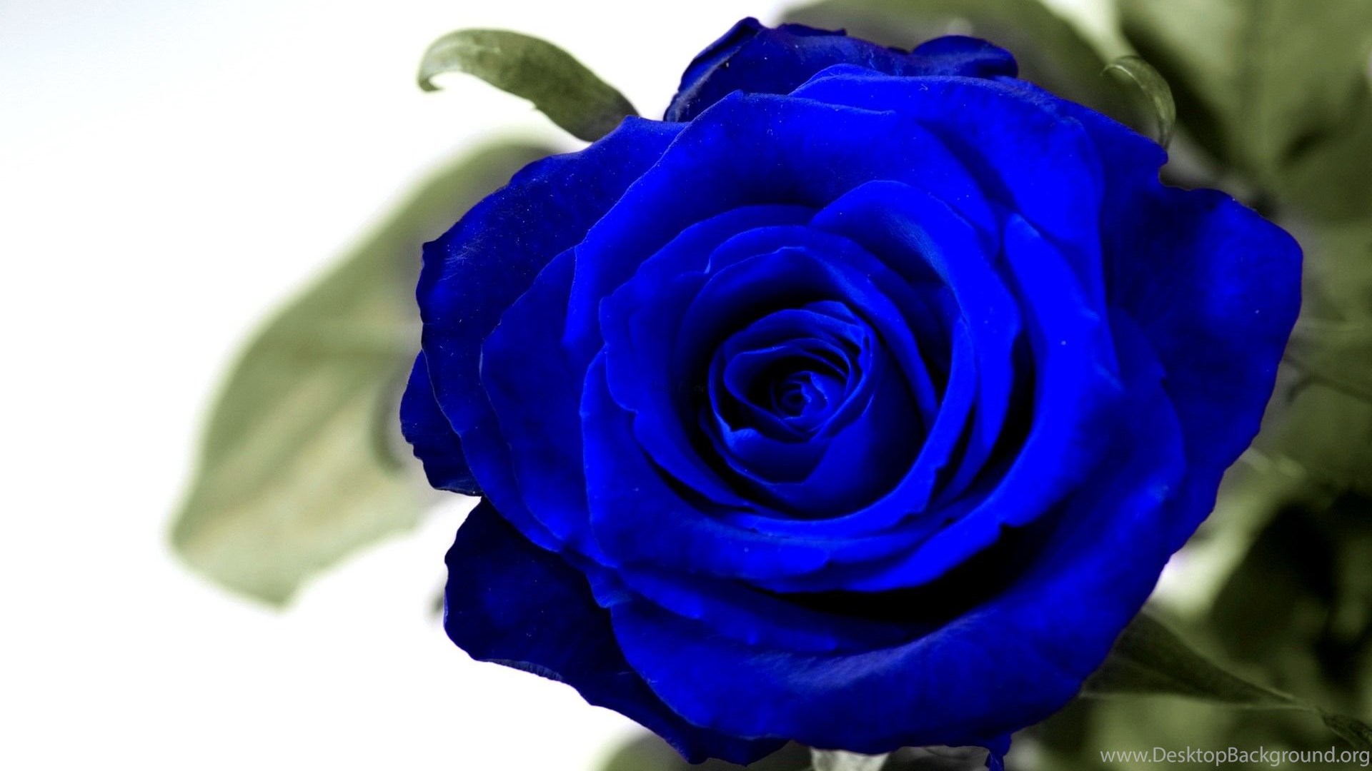 Blue Rose Desktop Wallpaper & Beautiful Roses Picture Desktop Background