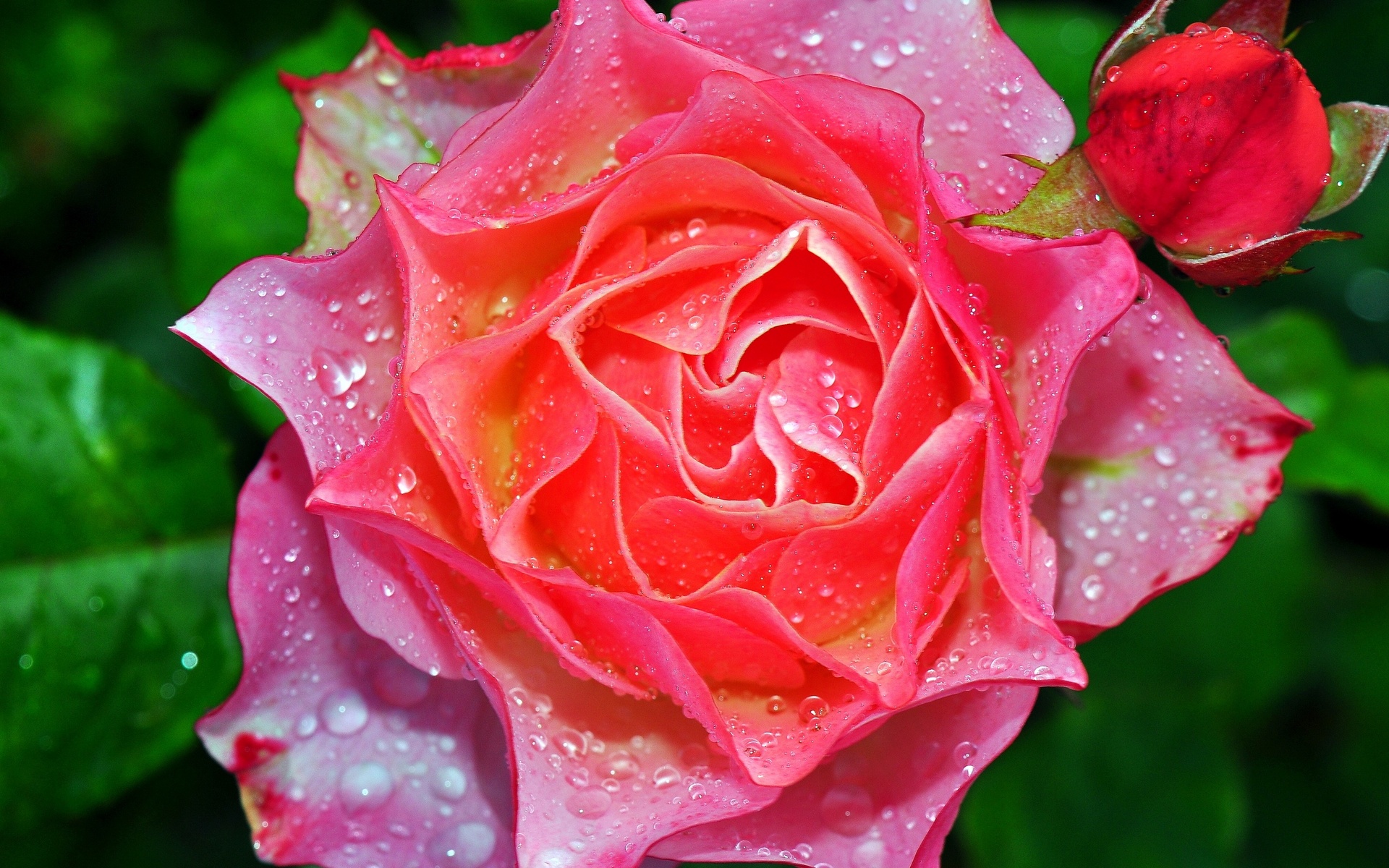 Rose Neon Flower Wallpaper
