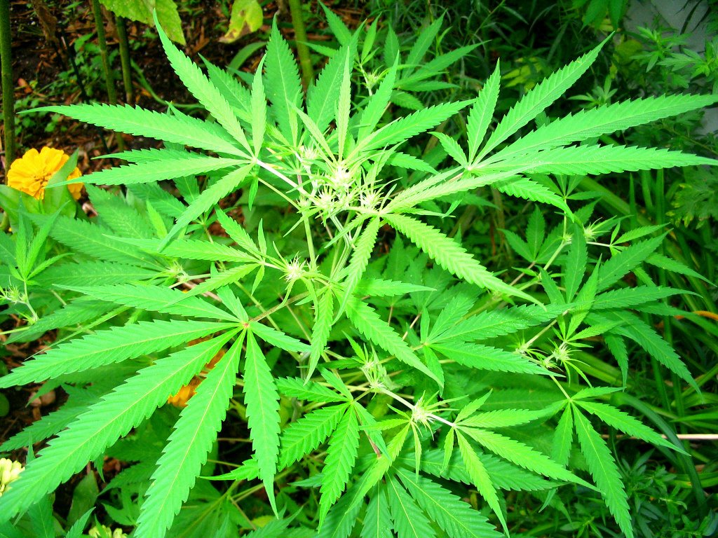 Wisconsin farmers, retailers profit from CBD legalization · The Badger Herald