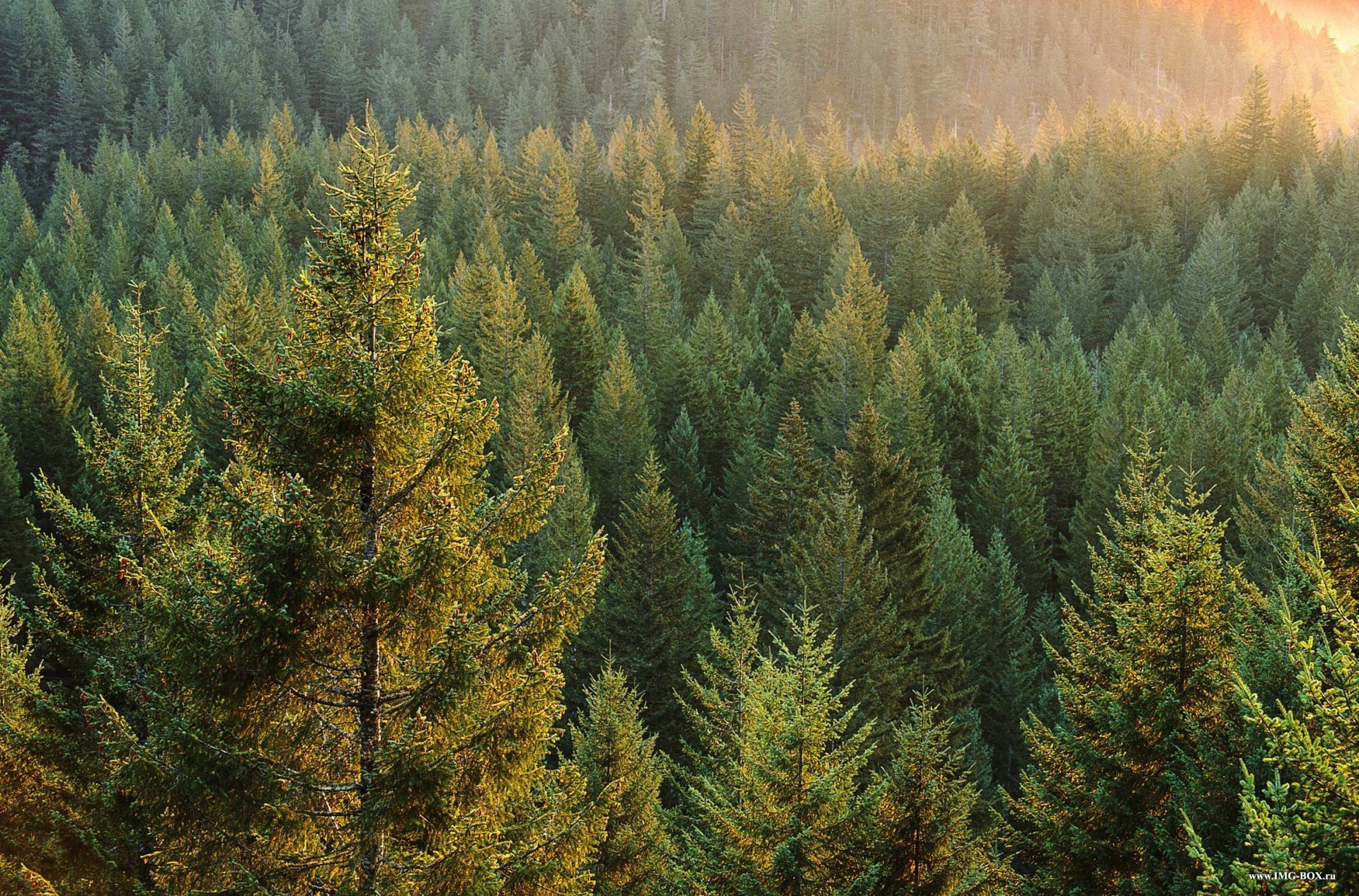 Boreal Forest Wallpapers Wallpaper Cave