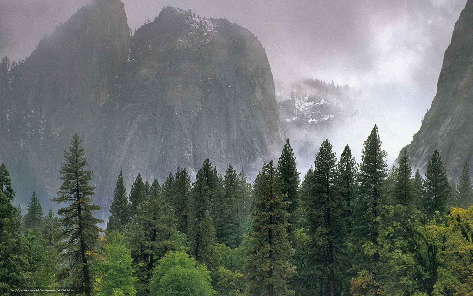 Taiga Forest Wallpaper