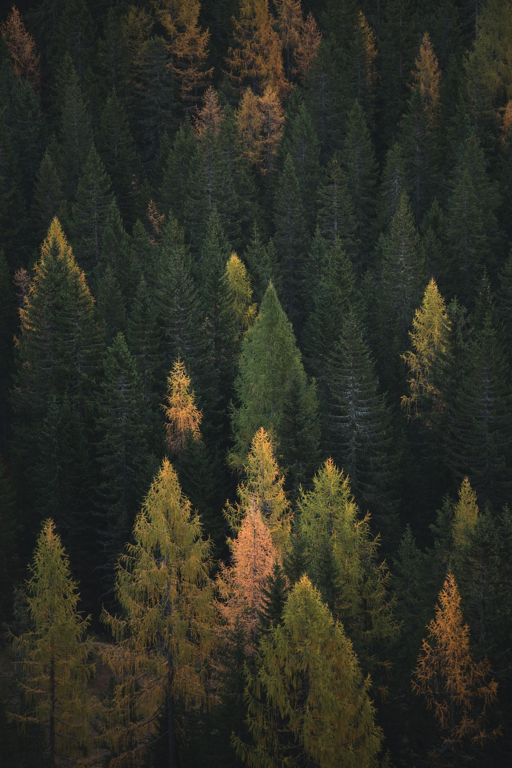 Boreal Forest Picture. Download Free Image