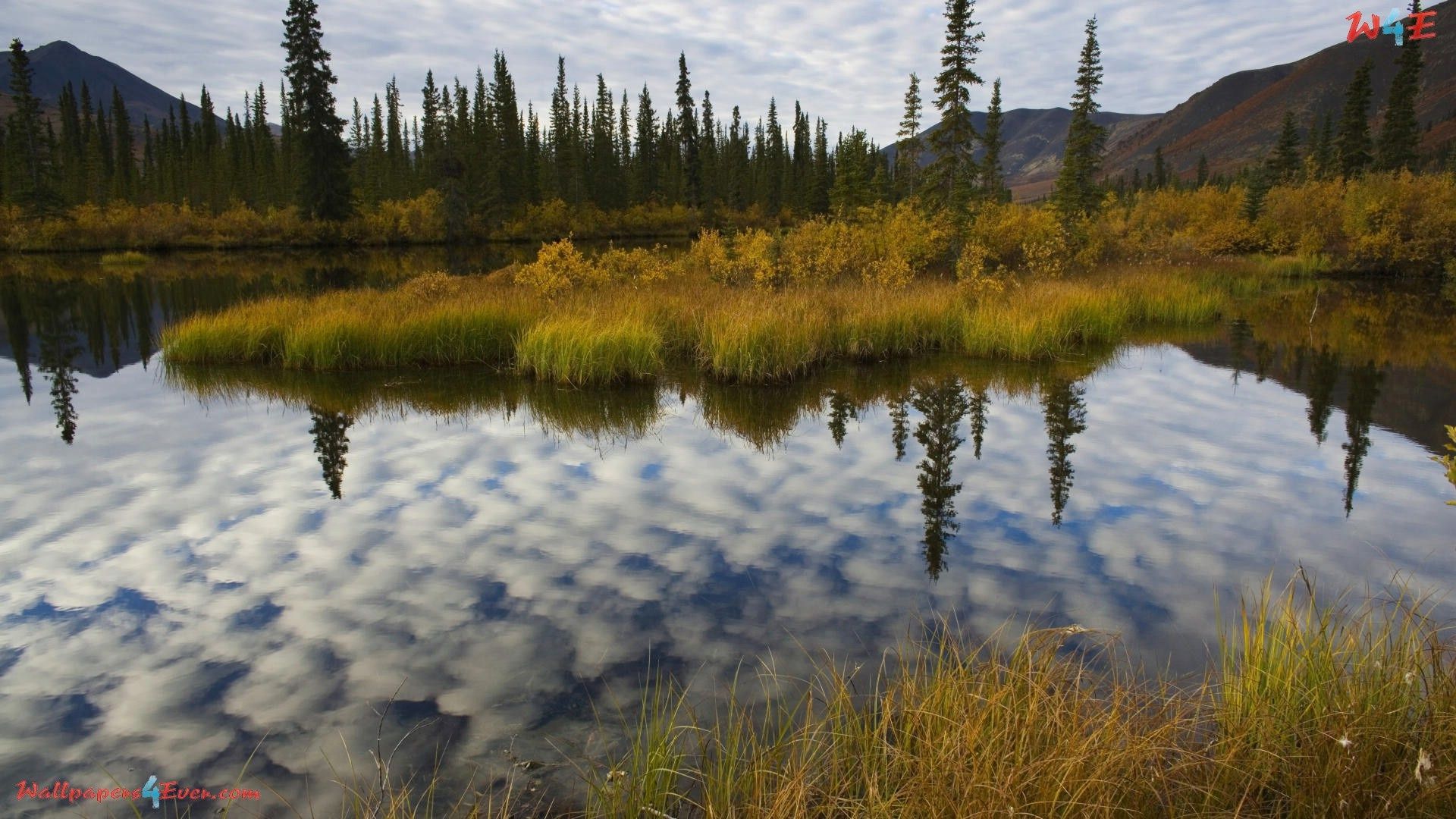 Boreal Forest Wallpapers - Wallpaper Cave