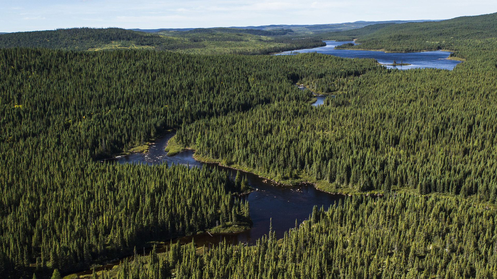 Boreal Forest Wallpapers Wallpaper Cave