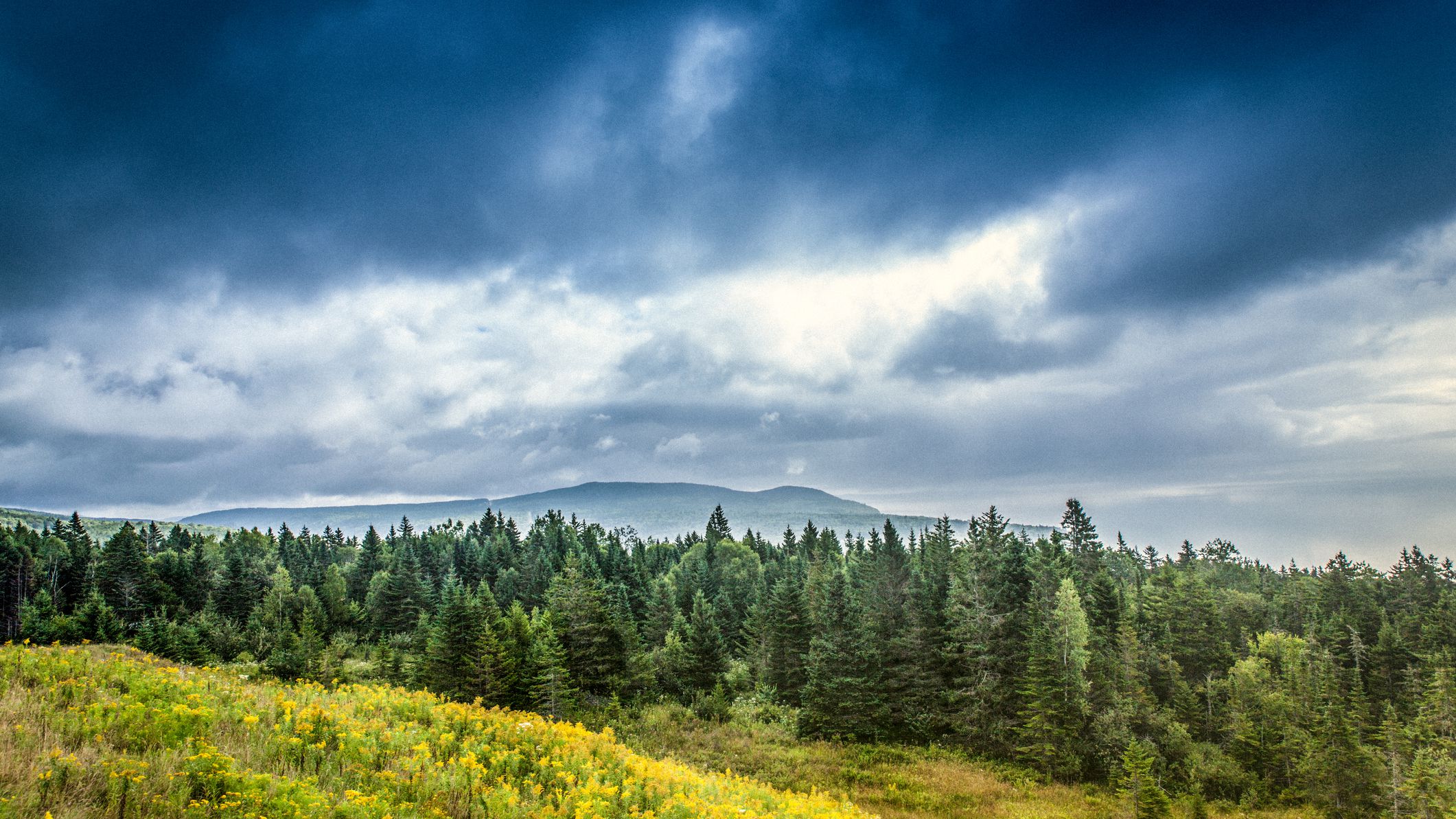 Boreal Forest Wallpapers Wallpaper Cave