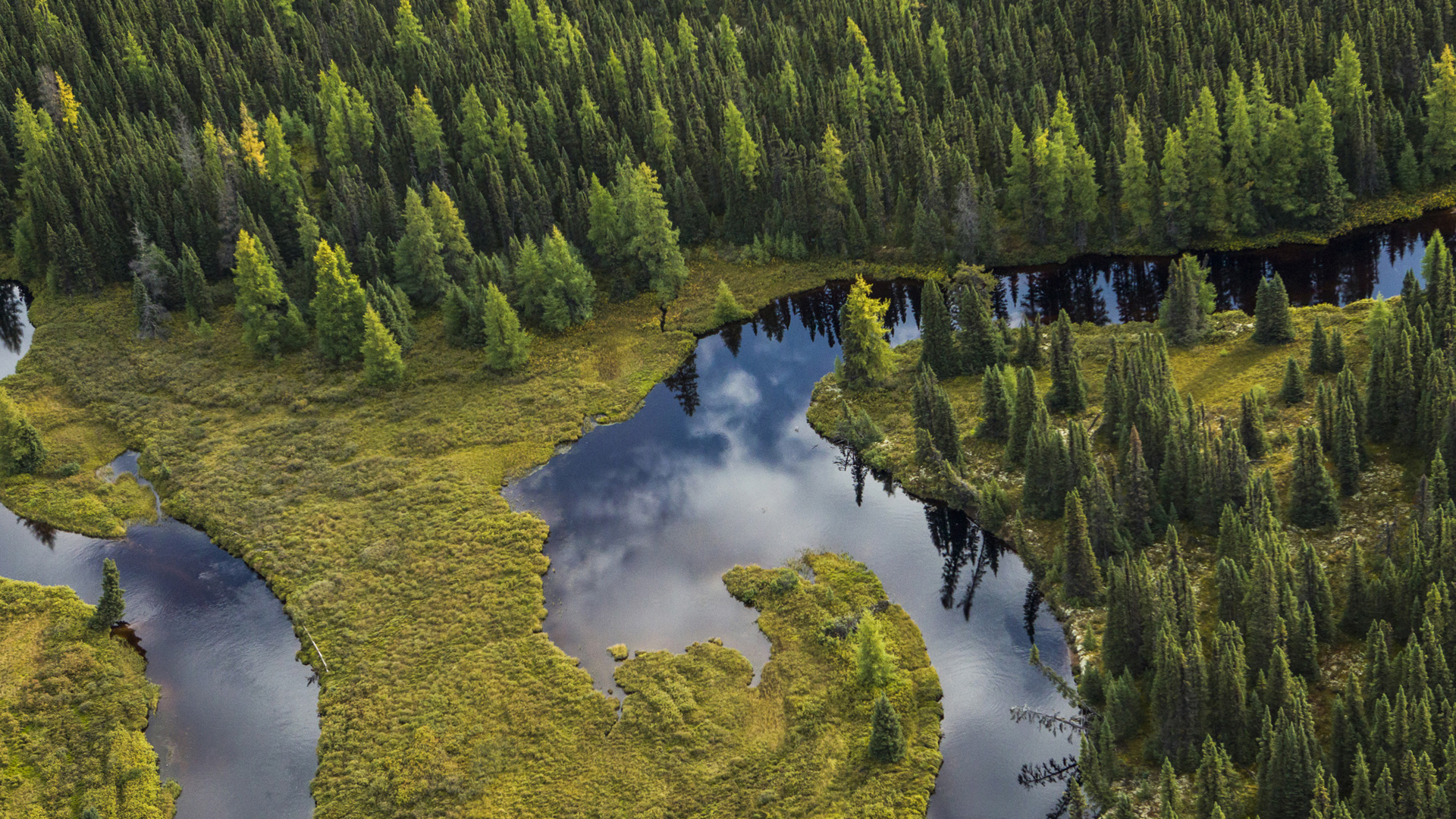 boreal-forest-wallpapers-wallpaper-cave