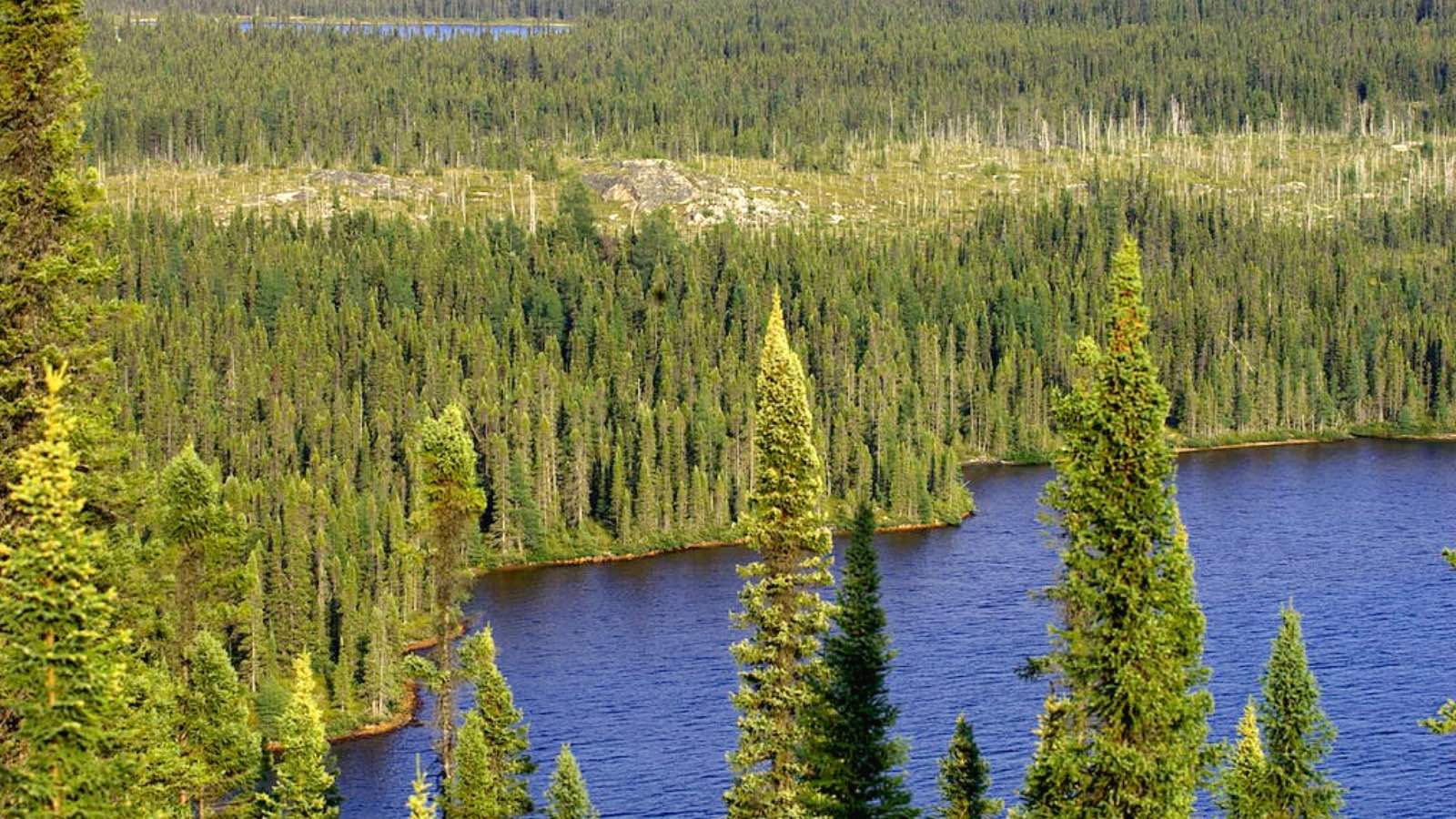 Stop trading the Canadian boreal forest for toilet paper